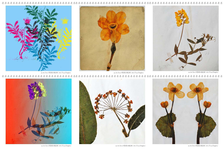 posteartbook_herbarium2